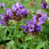 Prunella vulgaris. Верхушки цветущих растений. Франция, регион Эльзас, департамент Нижний Рейн, город Остуо, газон. 07.07.2012.