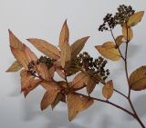Spiraea japonica. Часть ветви с листьями в осенней окраске (у листьев видна их обратная сторона). Германия, г. Кемпен, в парке.11.11.2012.