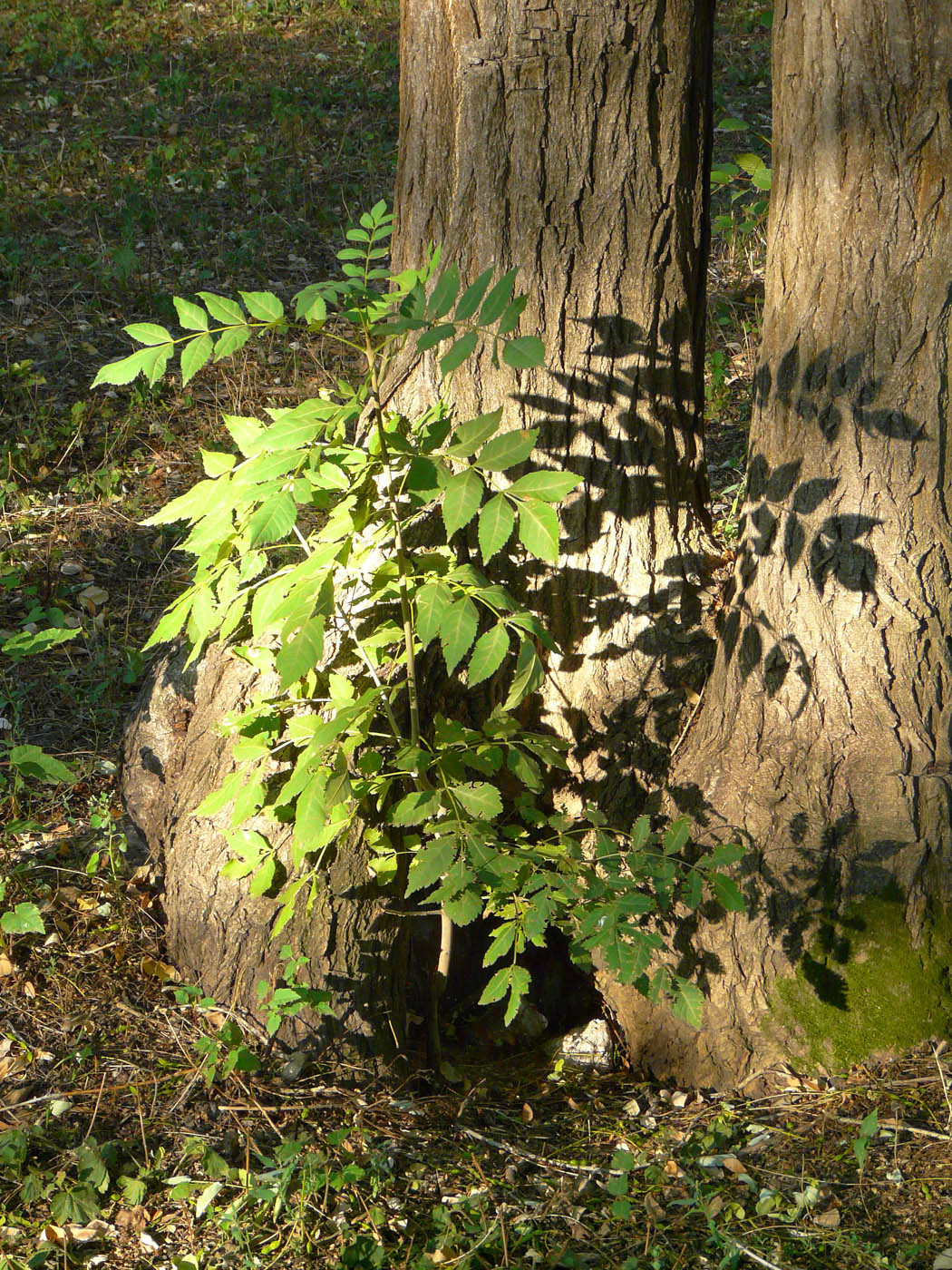 Изображение особи Fraxinus excelsior.