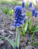 Muscari botryoides