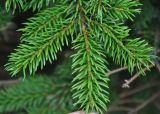 Picea ajanensis. Верхушка веточки. Хабаровский край, Амурские столбы. 23.07.2012.