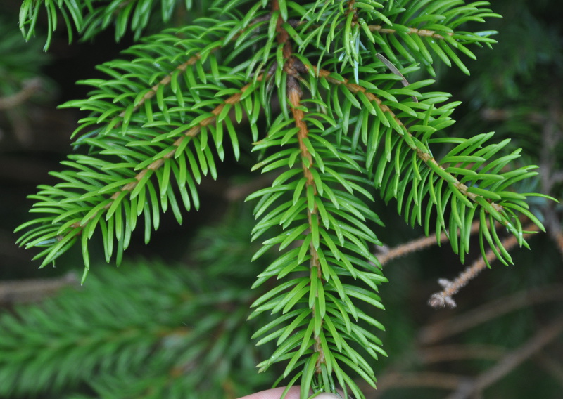 Image of Picea ajanensis specimen.