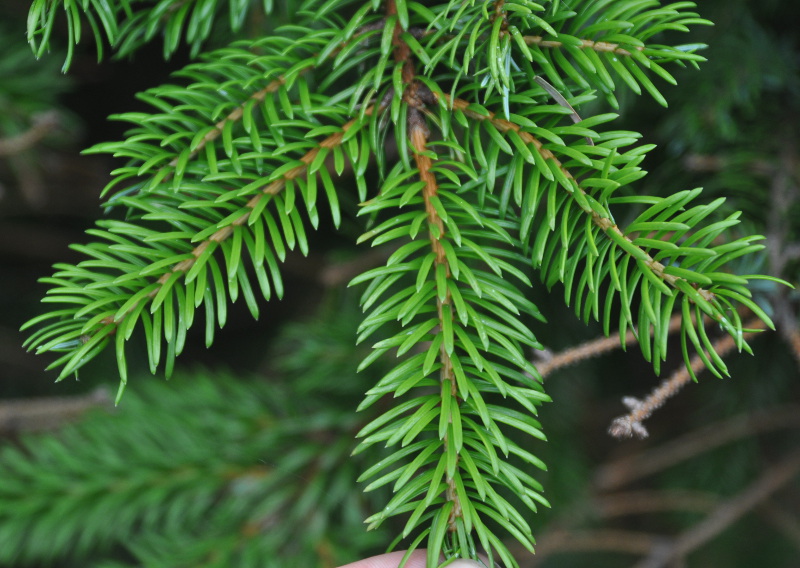 Изображение особи Picea ajanensis.