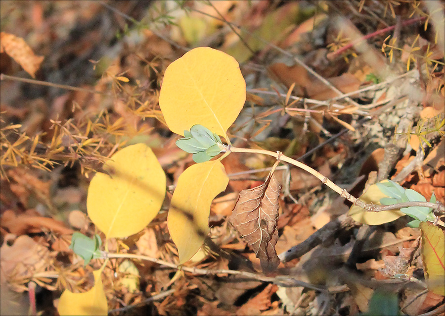 Image of Lonicera etrusca specimen.