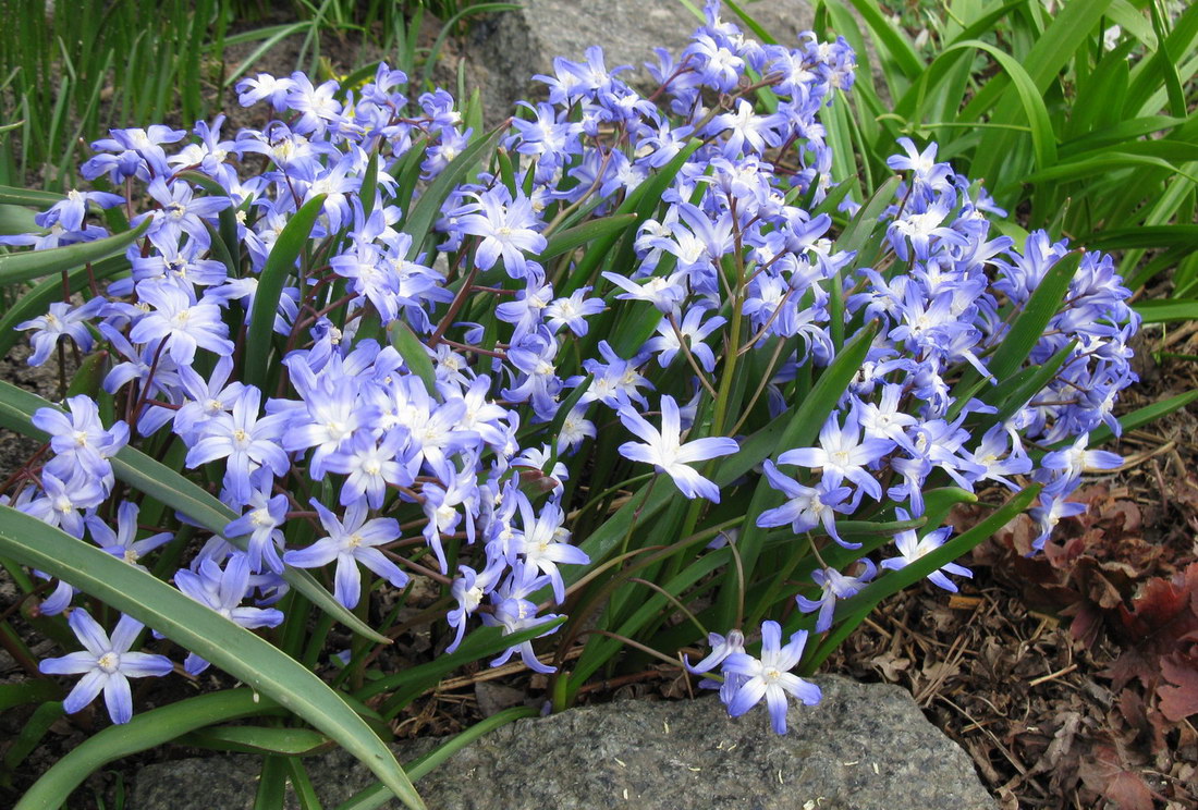 Изображение особи Chionodoxa forbesii.