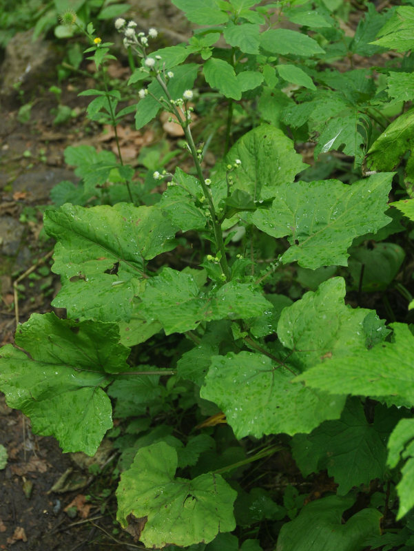 Изображение особи Adenocaulon adhaerescens.