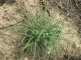 Astragalus aleppicus