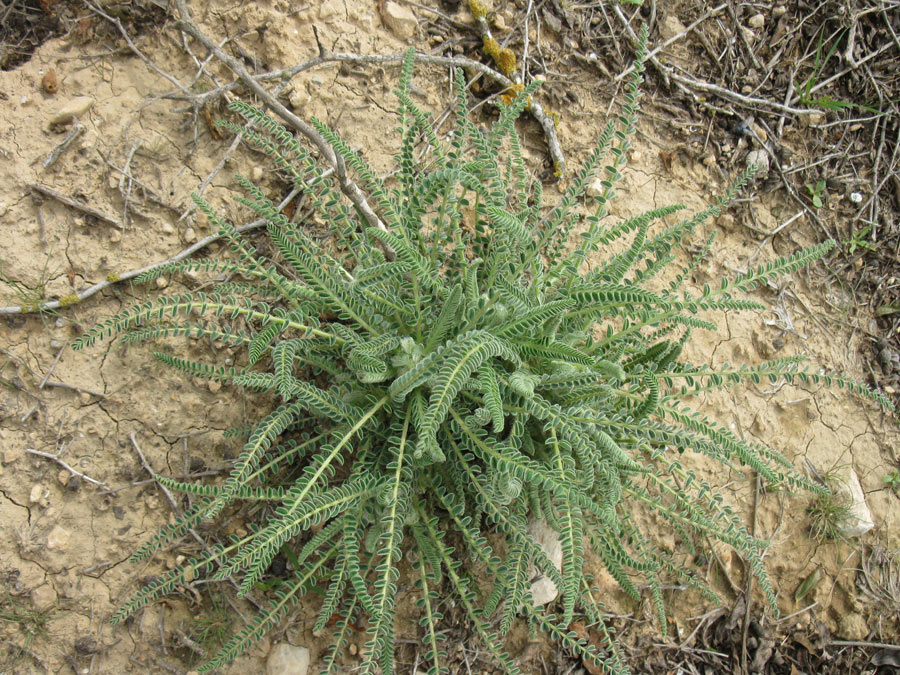 Изображение особи Astragalus aleppicus.