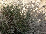 Aerva javanica. Цветущее растение в сухом русле. Израиль, Эйлатские горы. 26.01.2013.