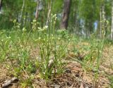 Cerastium semidecandrum