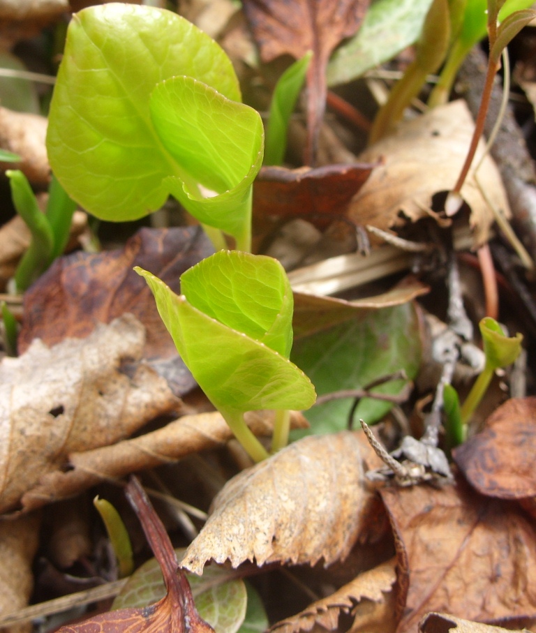 Image of Pyrola dahurica specimen.