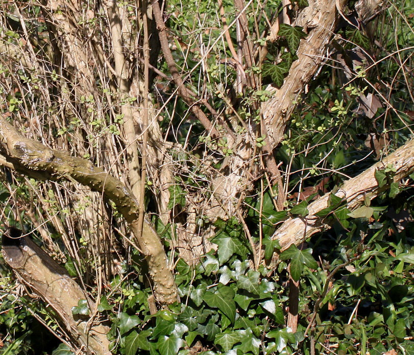 Image of Lonicera xylosteum specimen.