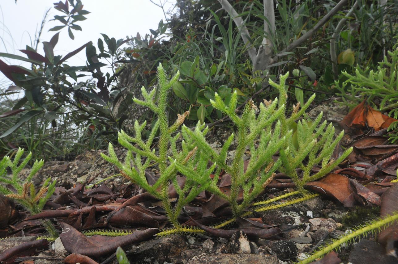 Image of Palhinhaea cernua specimen.