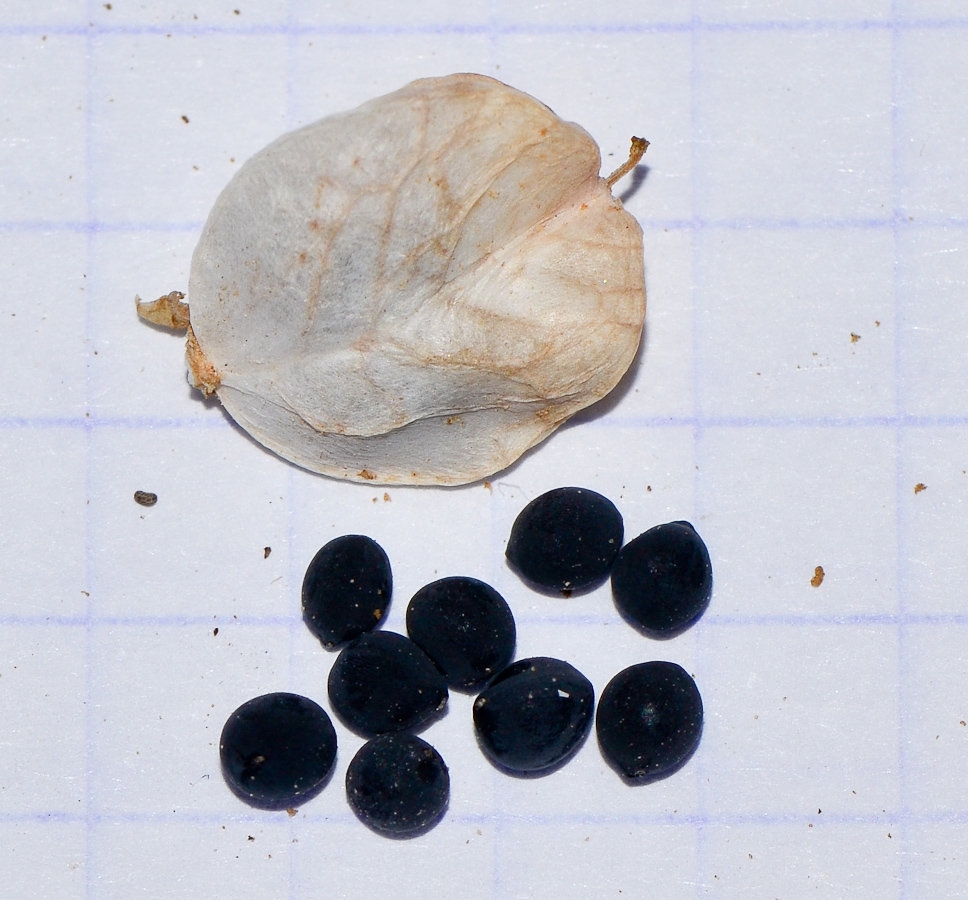 Image of Bellevalia desertorum specimen.