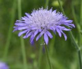 Knautia integrifolia