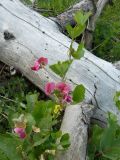 Lathyrus rotundifolius