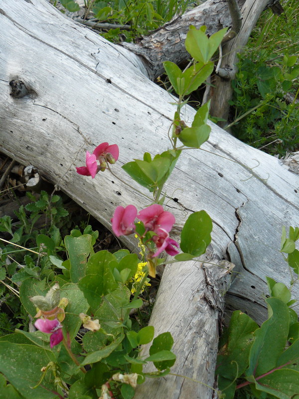 Изображение особи Lathyrus rotundifolius.