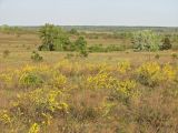 Chamaecytisus borysthenicus. Аспект цветущих растений в псаммофитной степи. Украина, Луганская обл, Славяносербский р-н, отделение \"Трехизбенская степь\" Луганского природного заповедника. 06.05.2013.