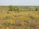 Chamaecytisus borysthenicus