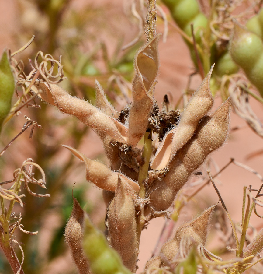 Image of Lupinus angustifolius specimen.