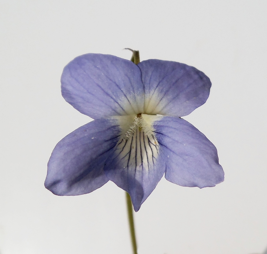 Image of Viola canina specimen.