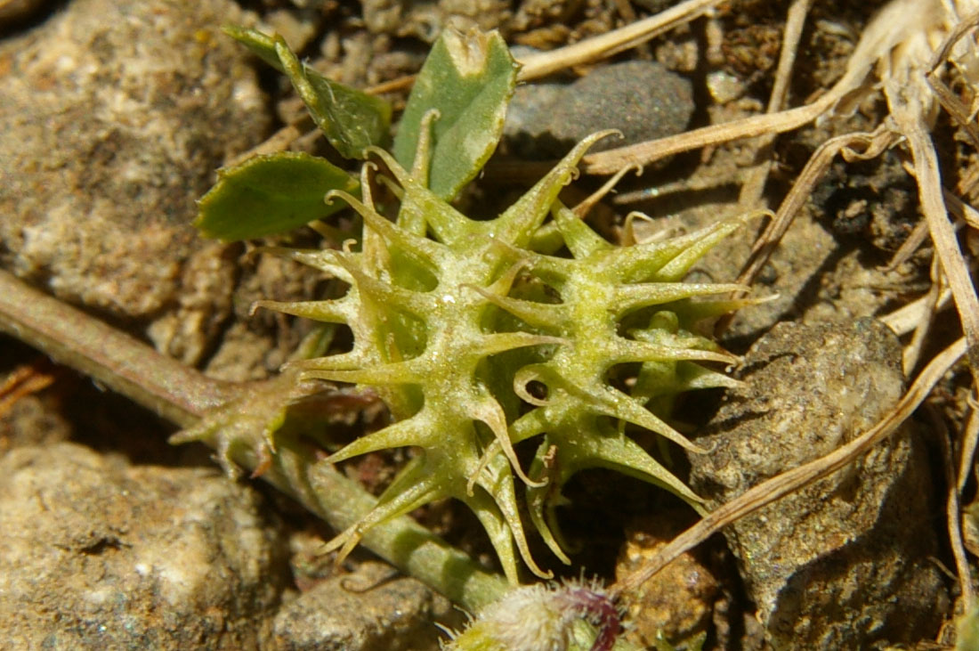 Image of Medicago praecox specimen.