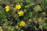 Potentilla depressa