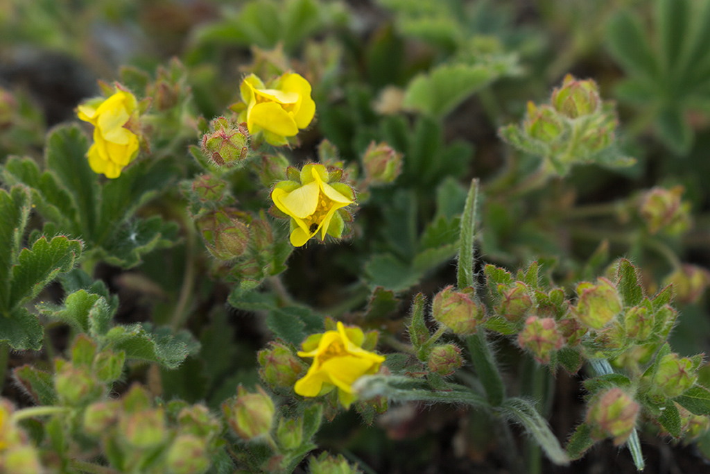 Image of Potentilla depressa specimen.