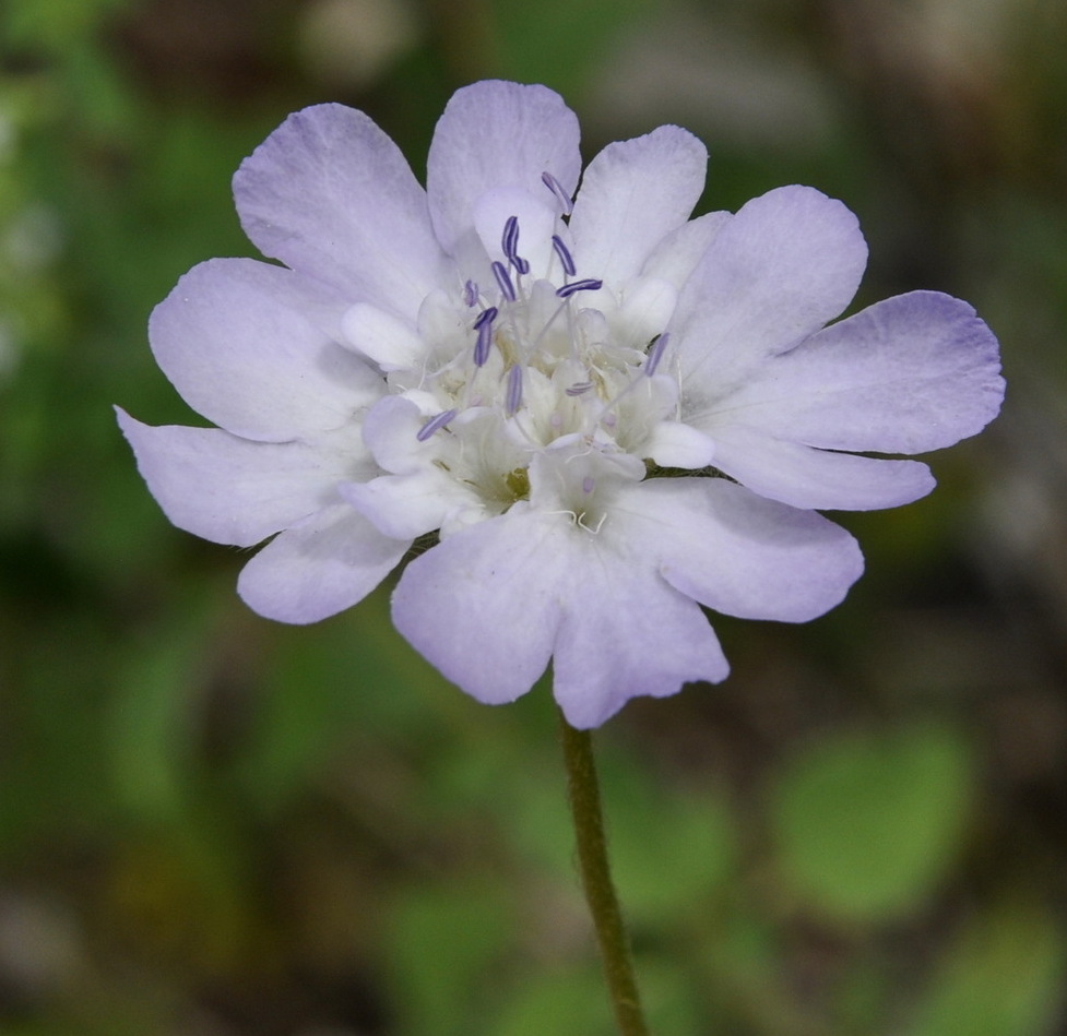 Изображение особи Lomelosia brachiata.