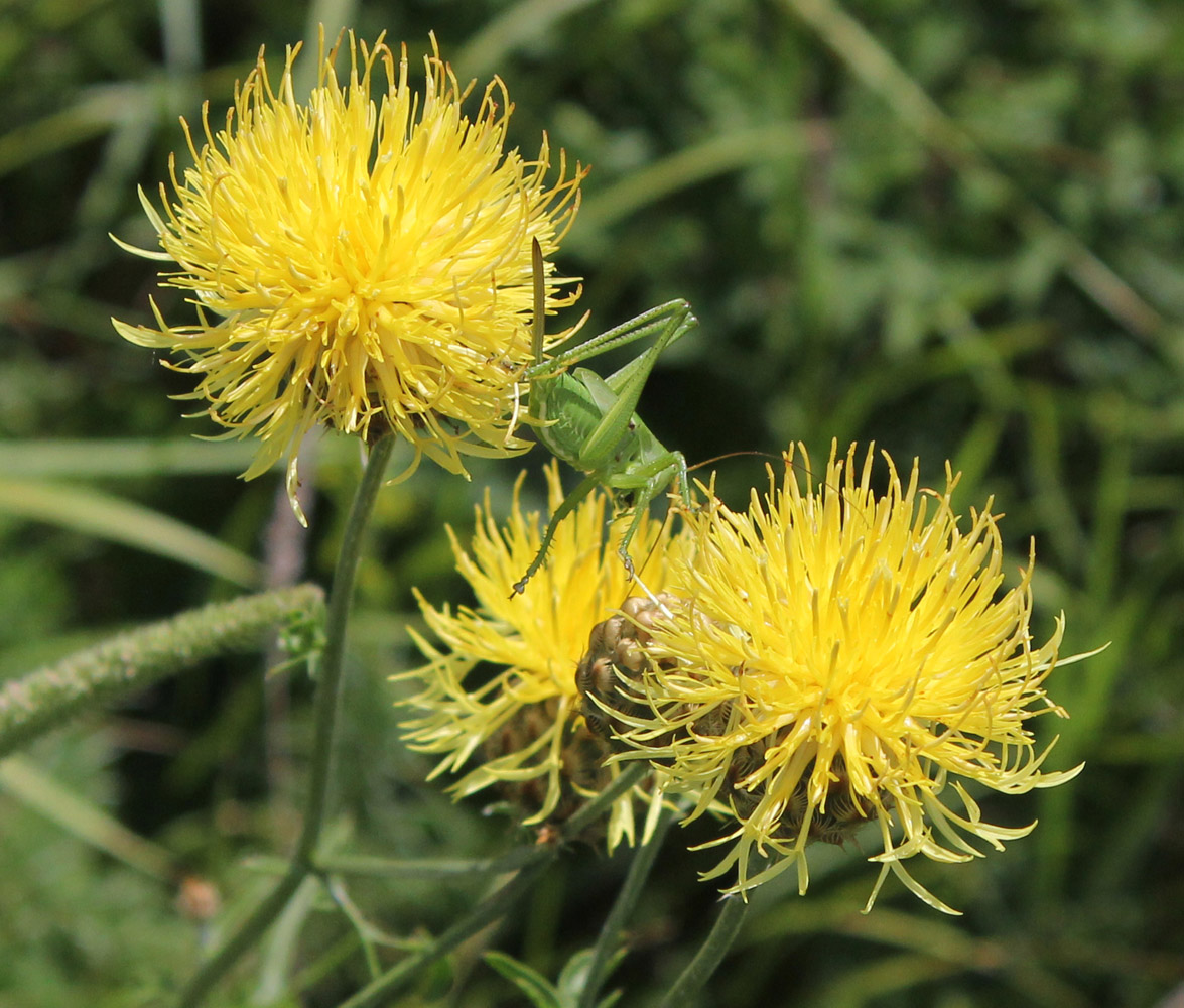 Изображение особи Centaurea orientalis.