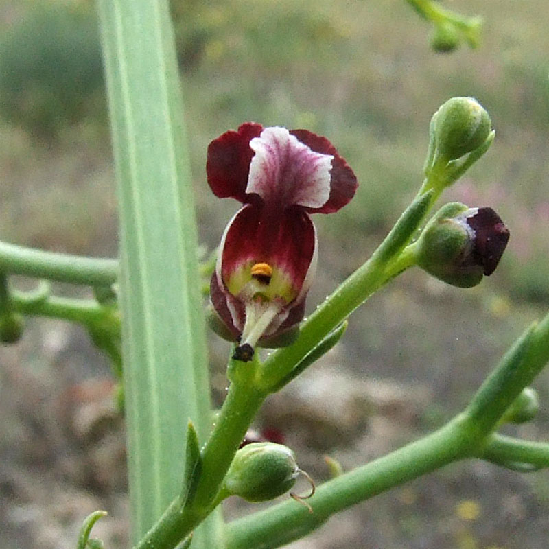 Изображение особи Scrophularia azerbaijanica.