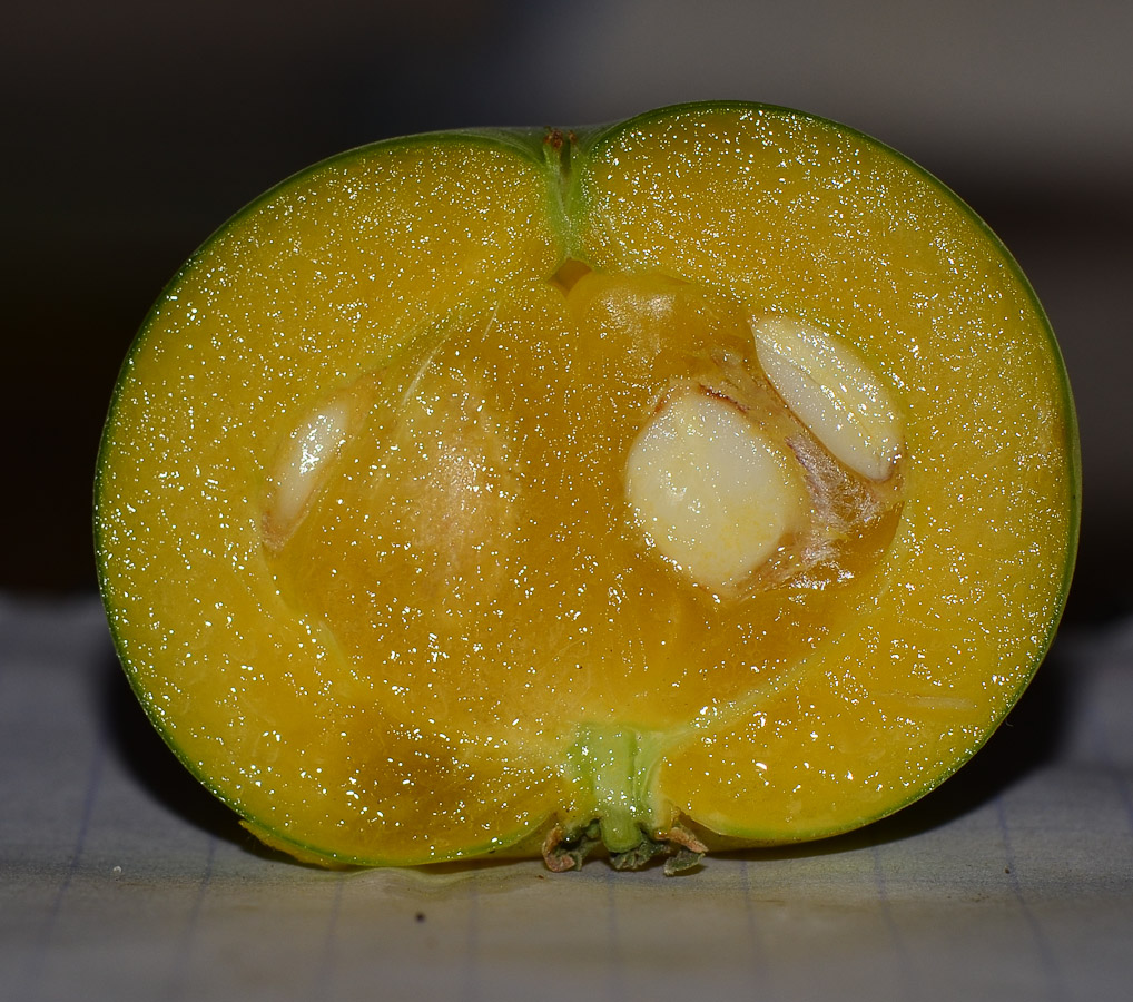 Image of Dovyalis caffra specimen.