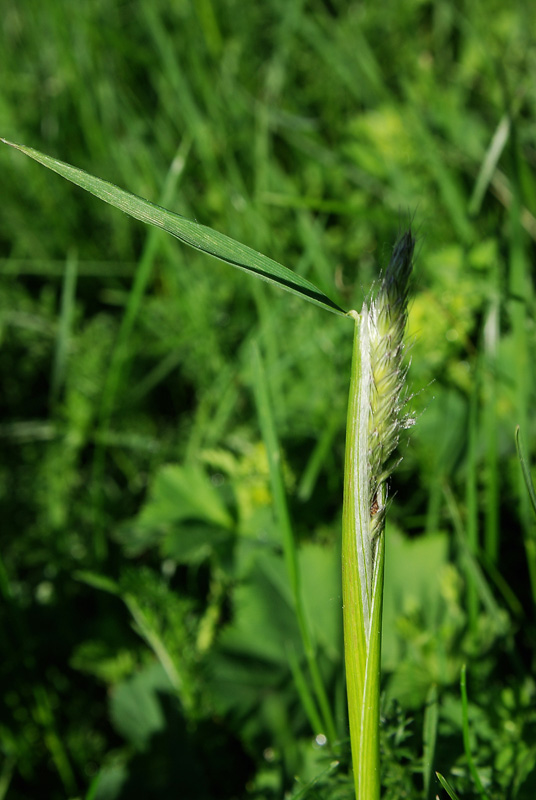 Изображение особи Alopecurus pratensis.