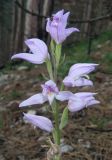 Cephalanthera rubra. Соцветие (форма с розовыми цветками). Крым, окр. Ялты, склоны горы Лапата, сосновый лес. 29 июня 2013 г.