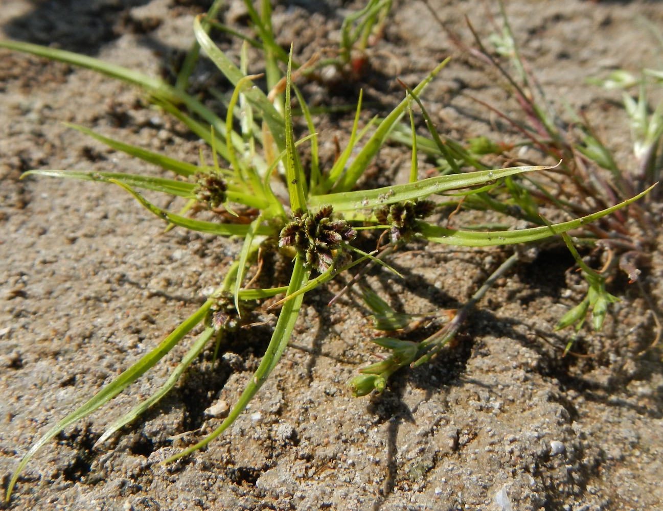 Image of Cyperus fuscus specimen.