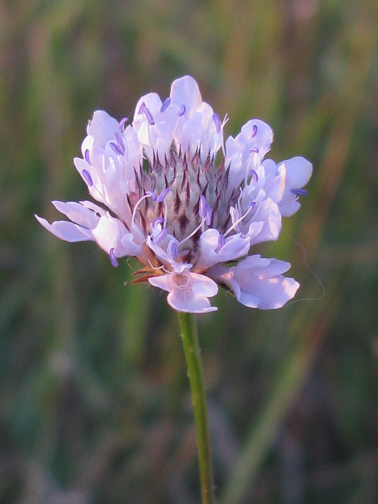 Image of Cephalaria transsylvanica specimen.