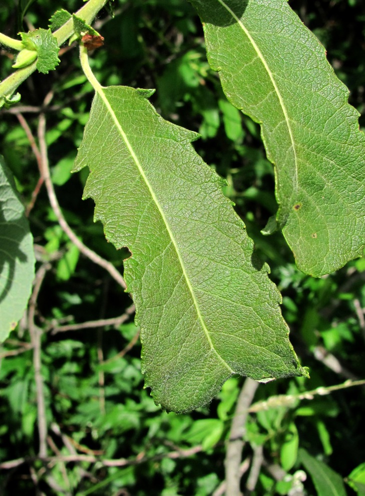 Изображение особи Salix cinerea.