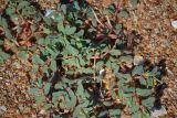 Euphorbia peplis. Цветущее растение на песчано-ракушечном пляже. Крым, Ленинский р-н, между с. Яковенково и горой Опук. 20.07.2013.