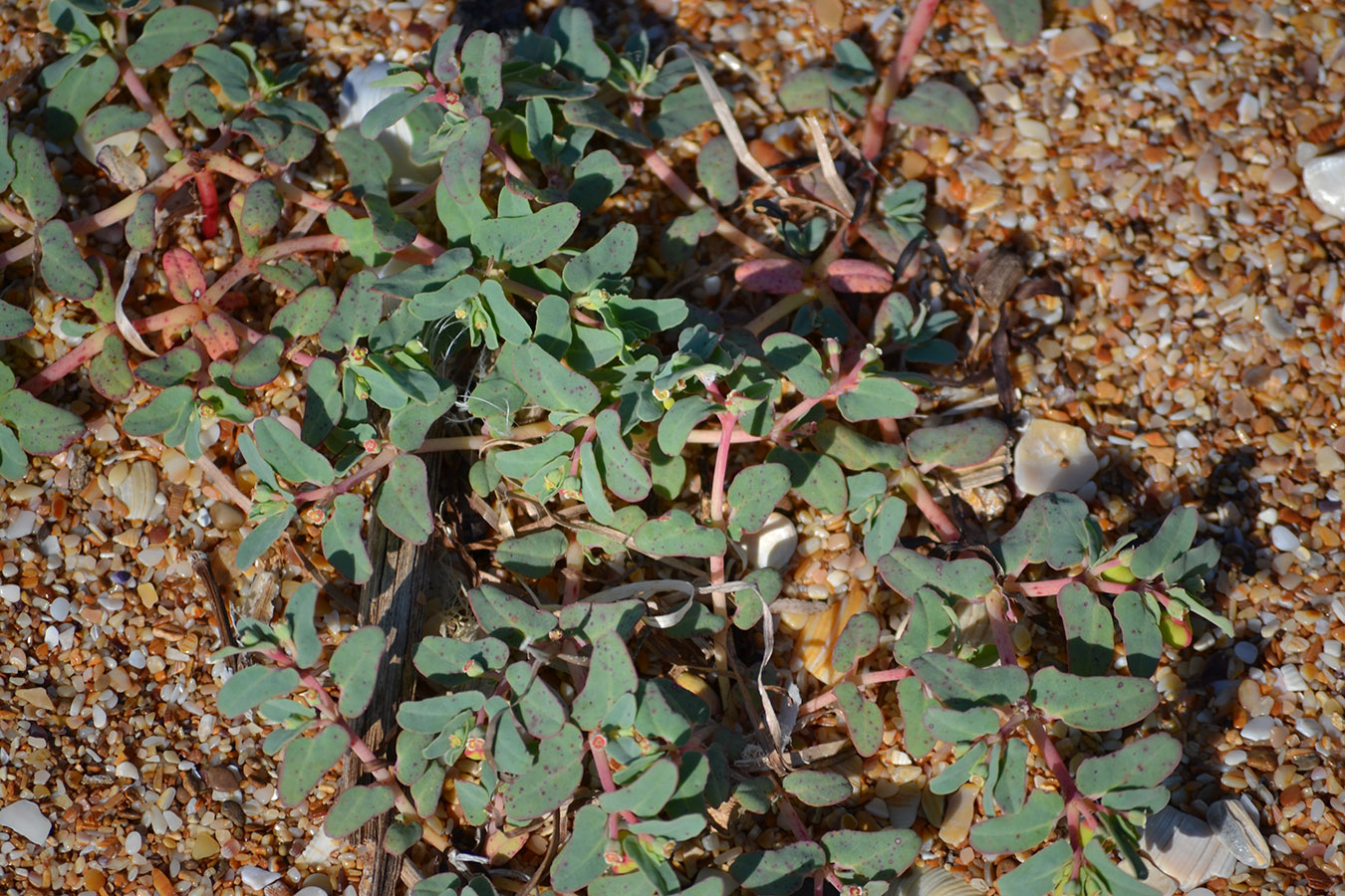 Изображение особи Euphorbia peplis.