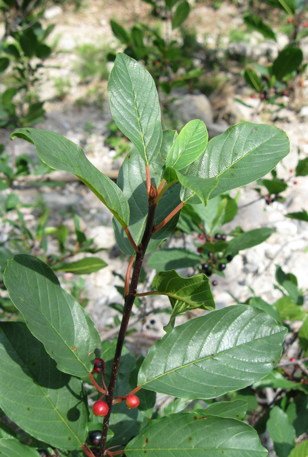 Image of Frangula alnus specimen.