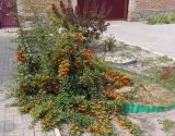 Pyracantha coccinea