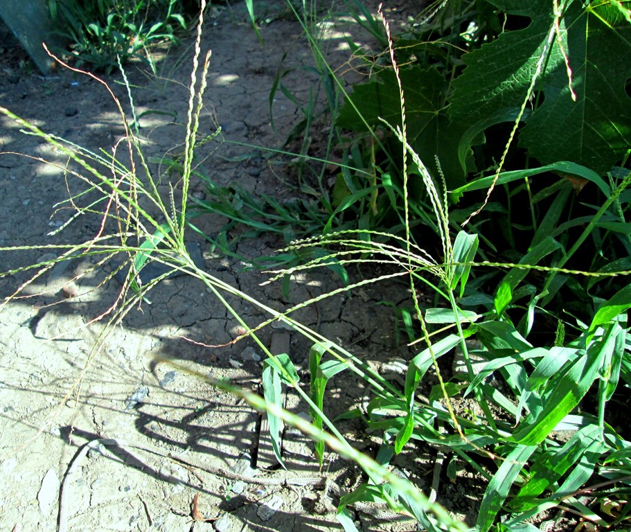 Image of Digitaria sanguinalis specimen.