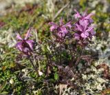 Pedicularis amoena. Цветущее растение. Камчатский край, Ключевская группа вулканов, окр. перевала Толуд. 20.07.2013.