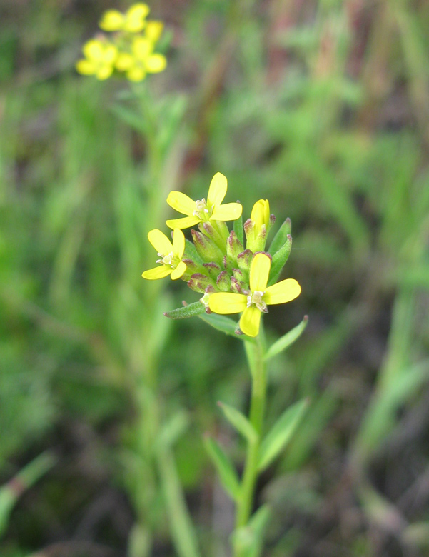 Изображение особи Erysimum hieraciifolium.