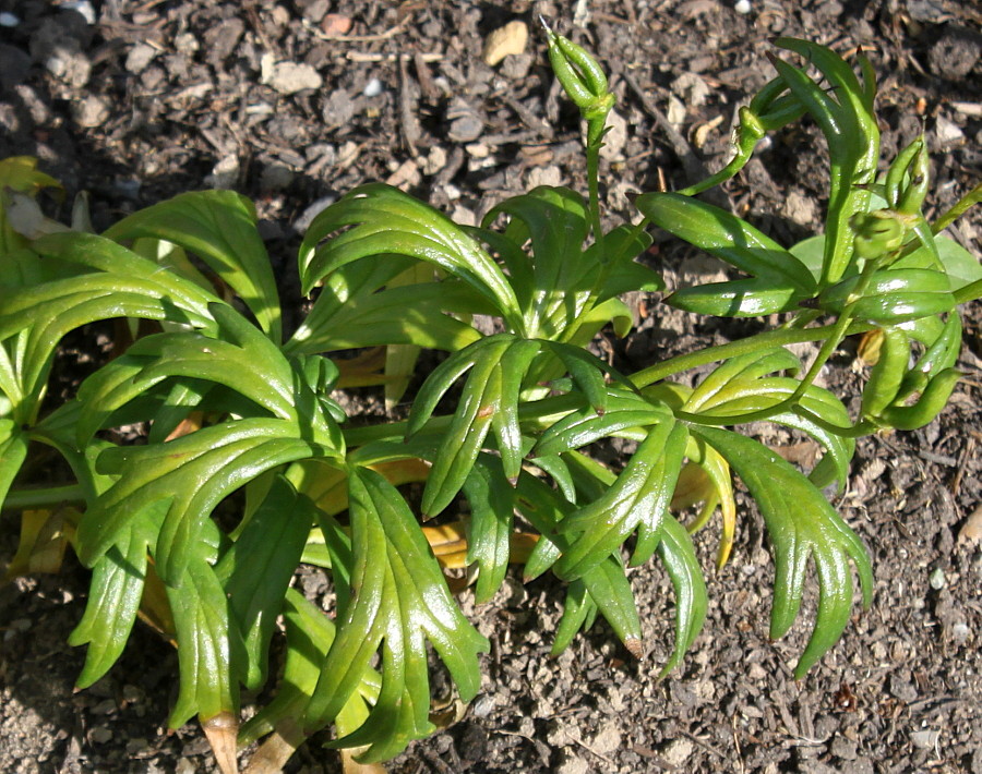 Изображение особи Aconitum × stoerkianum.