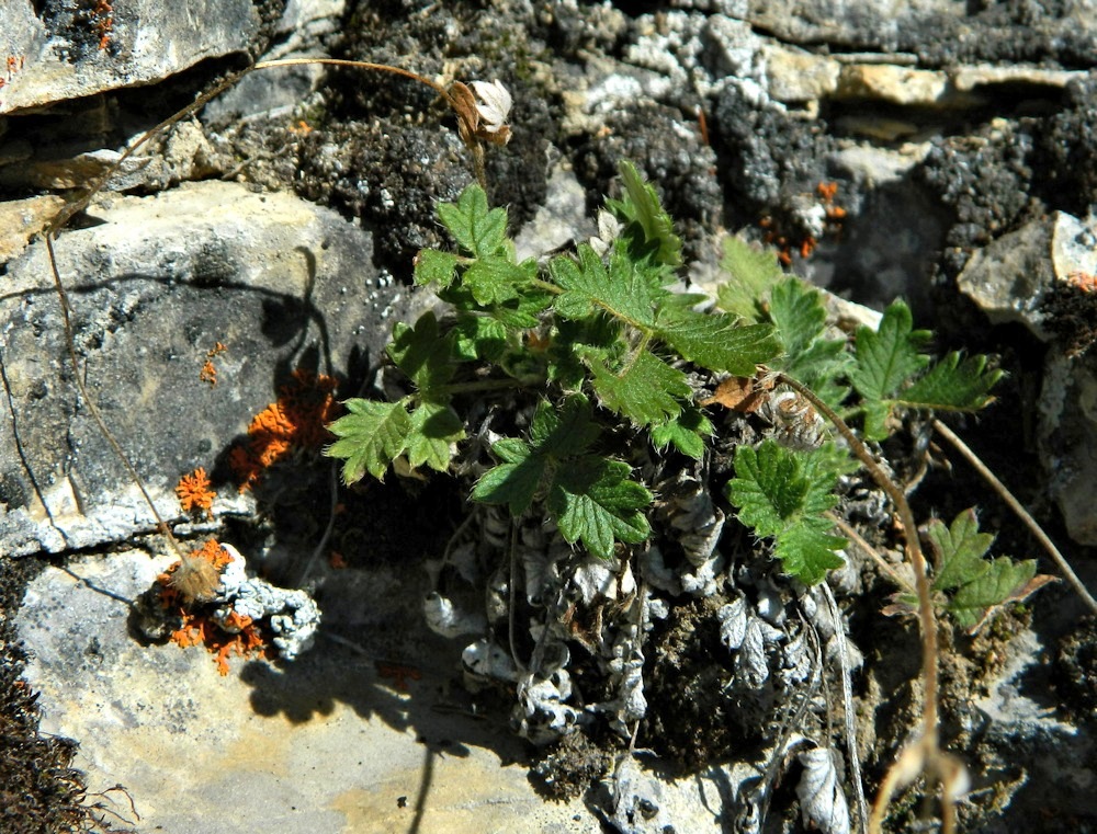 Image of Potentilla arenosa specimen.