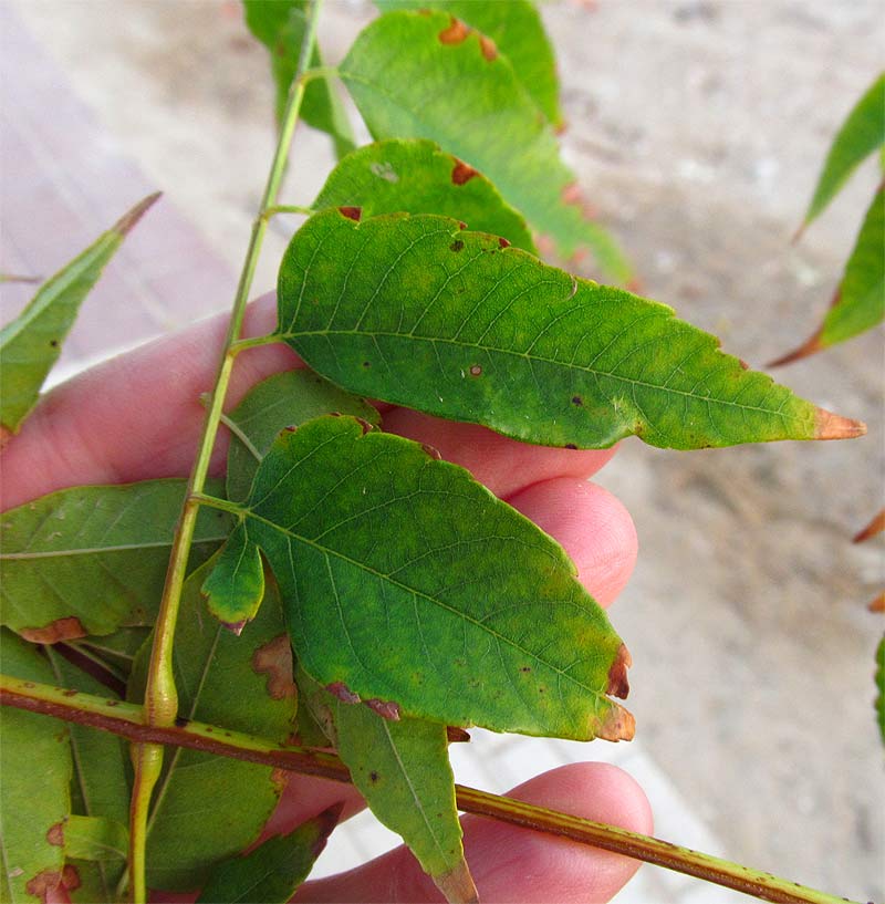 Изображение особи Koelreuteria bipinnata.