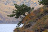 Pinus sylvestris. Дерево на обрывистом берегу р. Ангара близ истока. Иркутская обл., Слюдянский р-н, окр. порта Байкал. 27.09.2013.