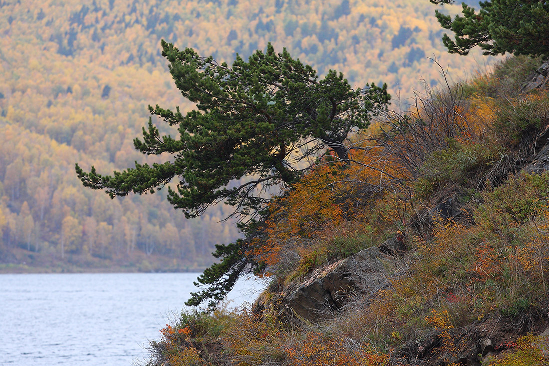 Изображение особи Pinus sylvestris.