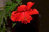 род Hibiscus